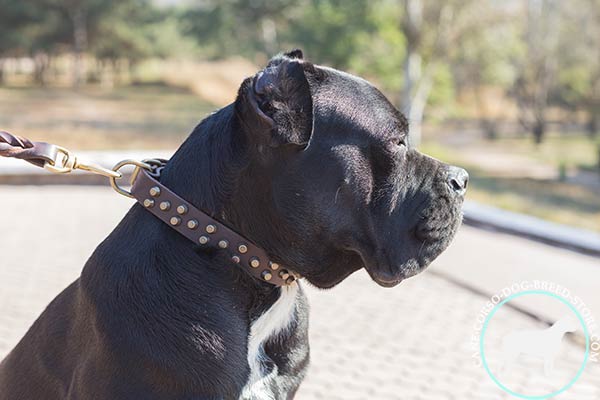 Cane Corso collar with handset brass pyramids