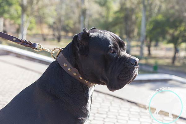 Cane Corso collar with brass pyramids