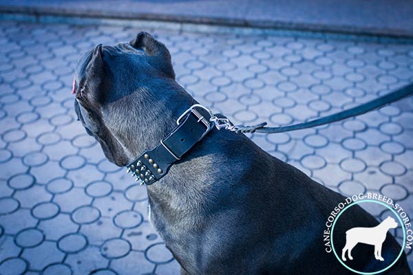 Cane Corso genuine leather collar with quick fixation buckle
