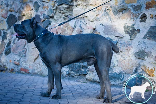 Cane Corso reliable collar for comfortable walking