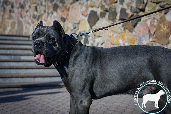 Cane Corso wide collar for comfortable walking