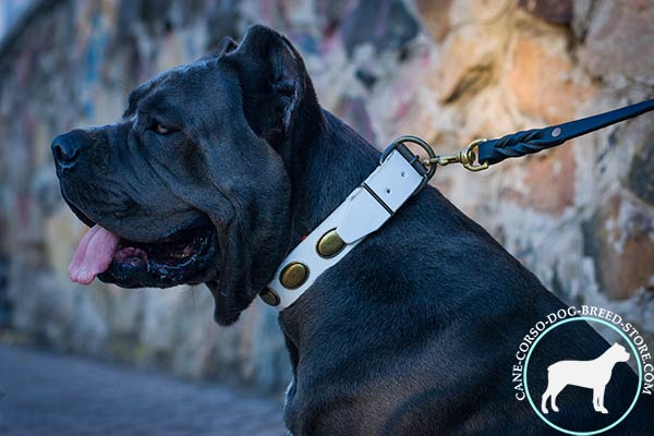 Cane Corso decorated genuine leather collar