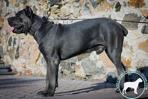 Cane Corso collar for everyday walking