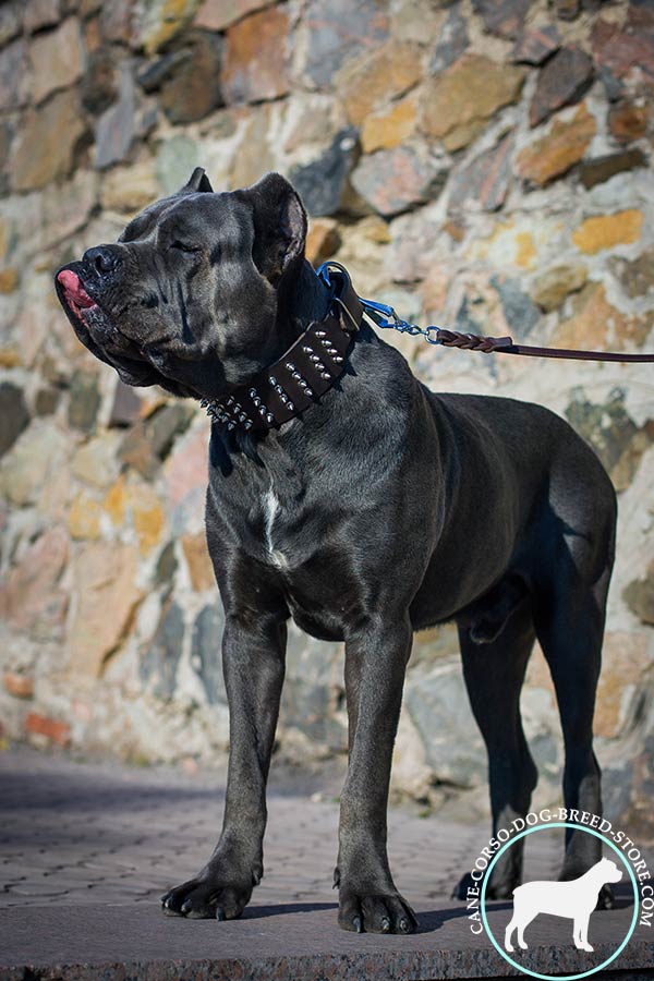 Extra wide Cane Corso collar