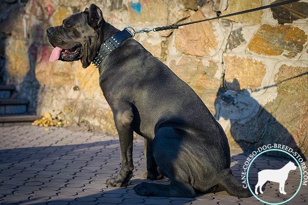 Cane Corso firm collar