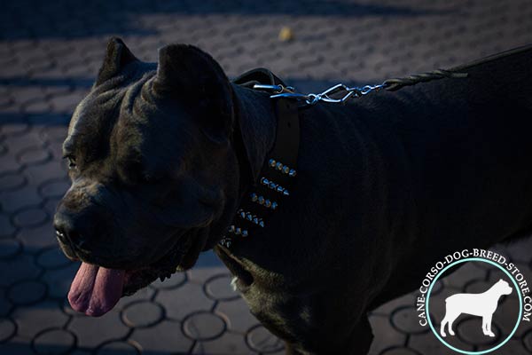 Cane Corso wide leather collar with manually set decor