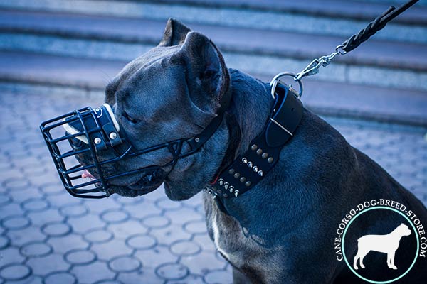 Cane Corso leather collar with manually set studs and spikes