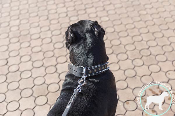 Cane Corso leather collar with massive hardware