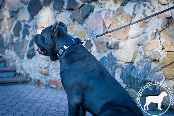 Cane Corso genuine leather collar with massive plates