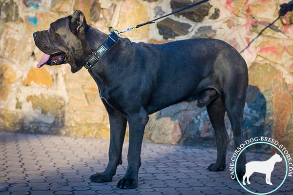 Cane Corso genuine leather collar with nickel plates