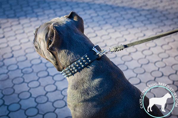 Cane Corso durable collar with non-corrosive fittings