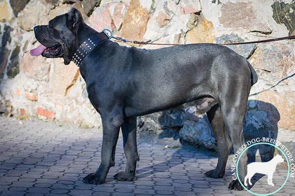 Cane Corso collar with studded pyramids