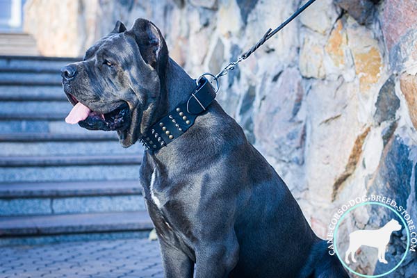 Reliable Cane Corso genuine leather collar