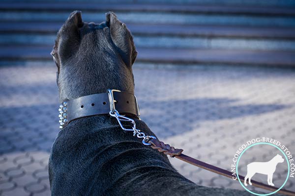 Cane Corso genuine leather collar with rust-resistant fittings