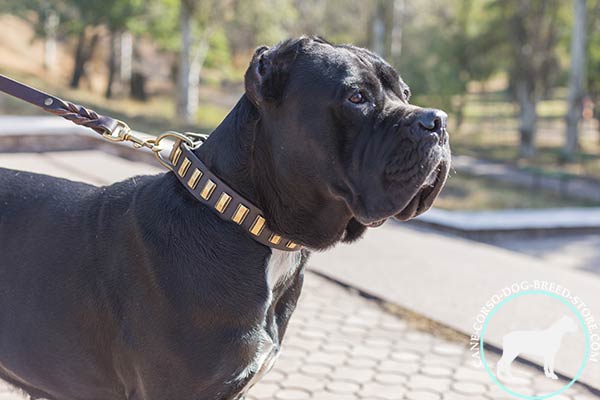 Leather dog collar with sparkling plates