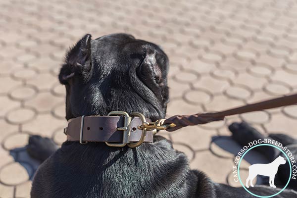 Cane Corso collar with top grade hardware