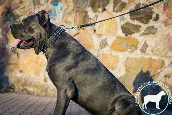 Top notch Cane Corso leather collar