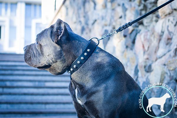 Unique design Cane Corso genuine leather collar