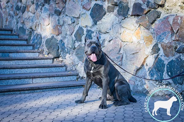 Leather dog collar for utmost comfort