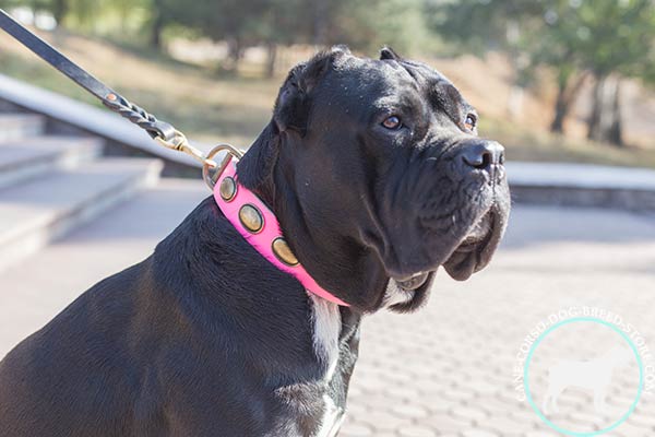 Cane Corso vintage pink leather collar