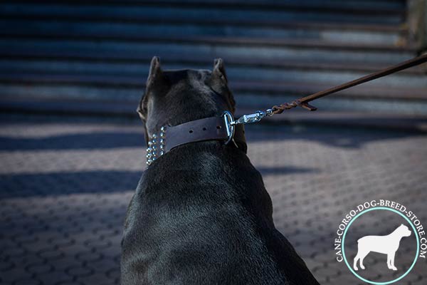 Cane Corso walking studded collar with rustproof buckle