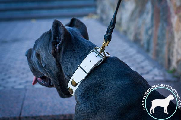 Cane Corso collar with welded brass buckle