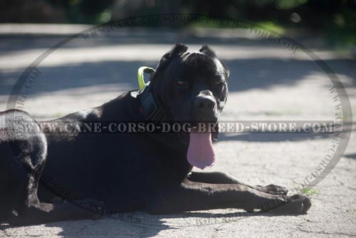 Finest Cane Corso Nylon Collar