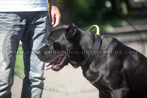 Cane Corso Nylon Collar