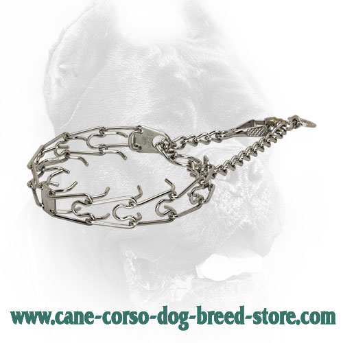 Chrome Plated Cane Corso Prong Collar for Behavior Correction
