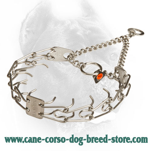 Cane Corso Pinch Collar for Training