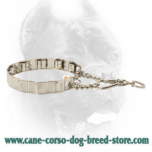 Cane Corso Pinch Collar for Safe Walking