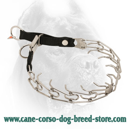 HS Cane Corso Pinch Collar with Nylon Loop