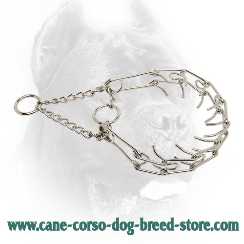 Chrome Plated Cane Corso Pinch Collar for Training