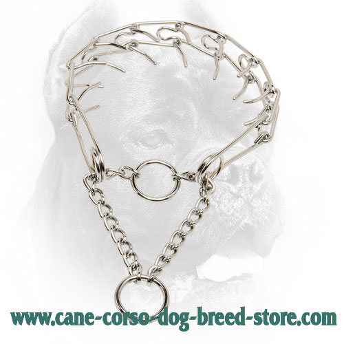 Smooth Cane Corso Pinch Collar with Evenly Arranged Prongs