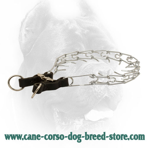 Smooth Cane Corso Pinch Collar with Leather Part