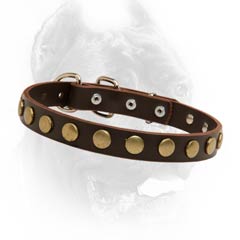 Extra ordinary leather dog collar