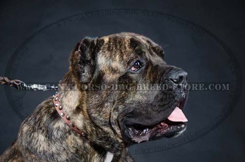 High Quality Cane Corso Dog Leather Collar 