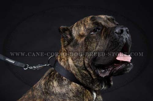 Wide Cane Corso Dog Nylon Collar