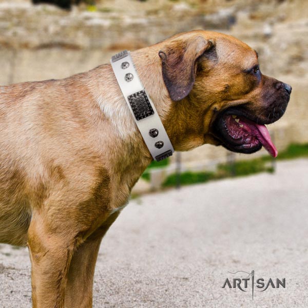 Cane Corso studded leather collar with durable hardware