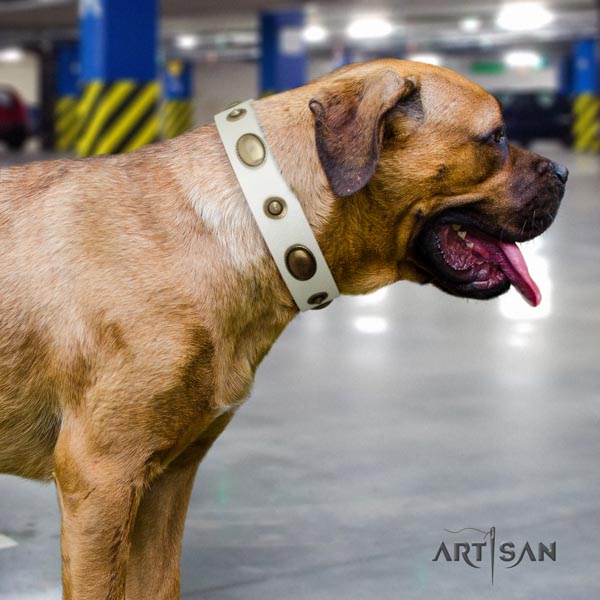 Cane Corso decorated full grain leather collar with rust-proof hardware