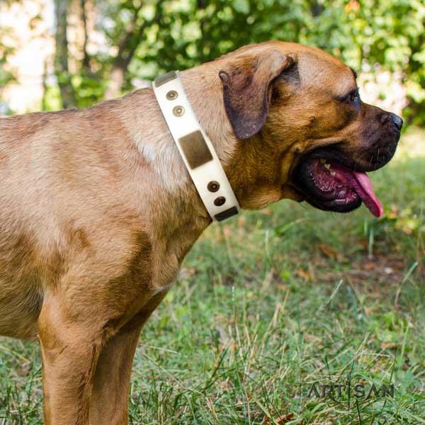 Cane Corso embellished full grain natural leather collar with strong D-ring