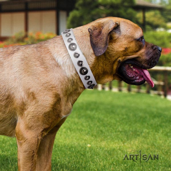 Cane Corso leather collar with corrosion proof fittings