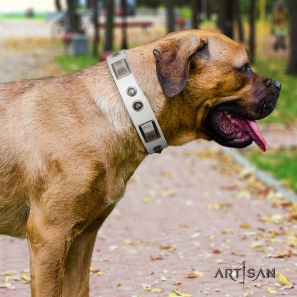 Cane Corso studded genuine leather collar with rust-proof D-ring