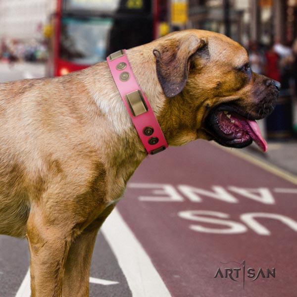 Cane Corso decorated leather collar with durable fittings