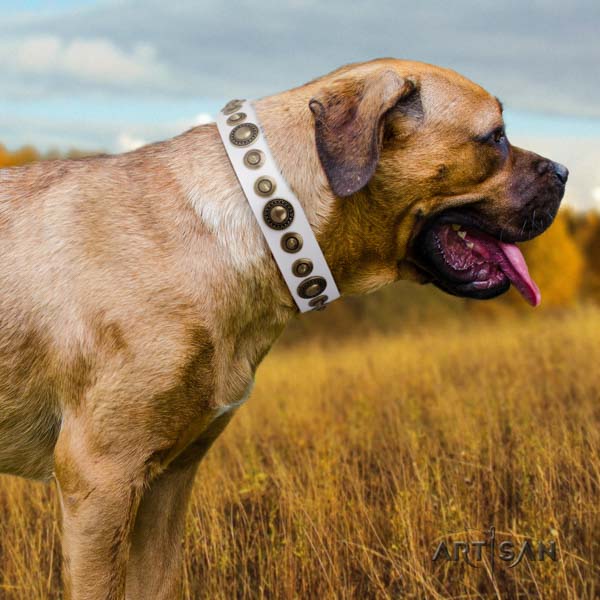Cane Corso genuine leather collar with strong traditional buckle