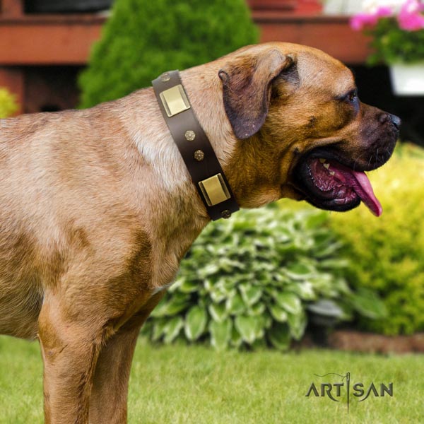 Cane Corso adorned genuine leather collar with strong traditional buckle