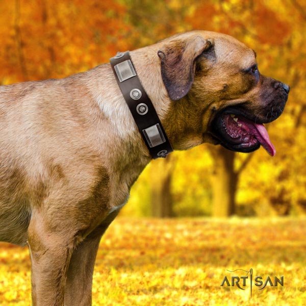 Cane Corso adorned leather collar with rust resistant buckle