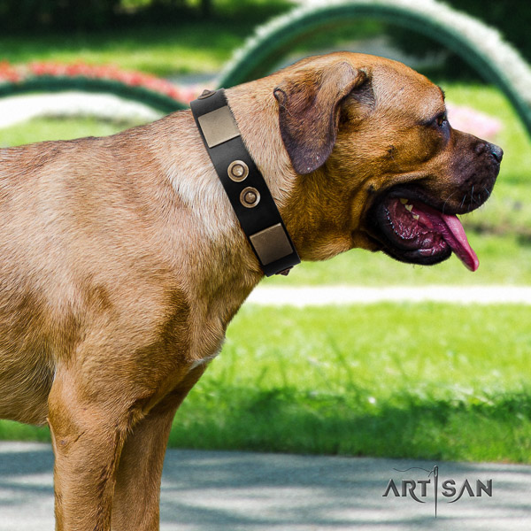 Cane Corso inimitable full grain natural leather dog collar for everyday use