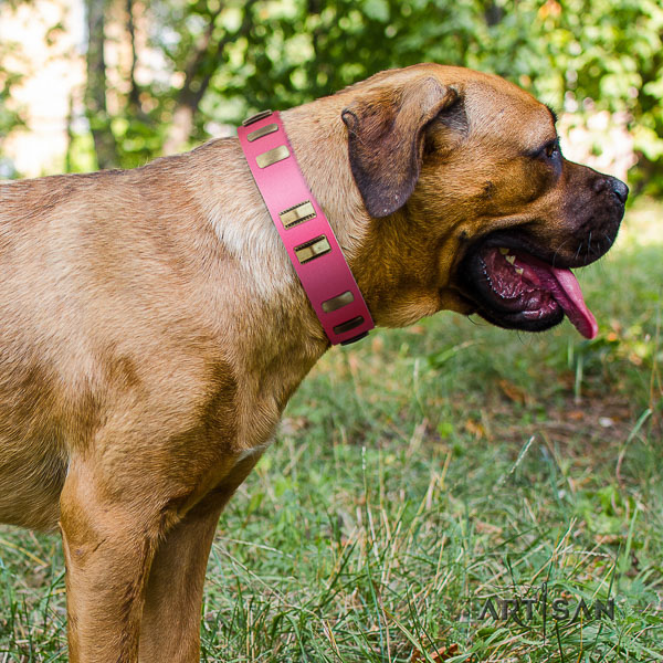 Cane Corso adorned genuine leather dog collar for walking