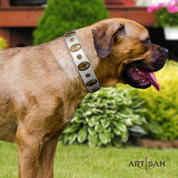 Cane Corso studded genuine leather dog collar for comfy wearing